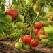 GRANDPA'S COCK'S PLUM TOMATO
