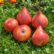 PANA DE COCOȘ A BUNICULUI (GRANDPA'S COCK'S PLUM) G0014-53 foto 2