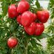 HUNGARIAN HEART TOMATO