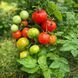 MICRO DWARF HUPSI TOMATO