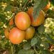 PISANKI TOMATO