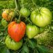 STERLING OLD NORWAY TOMATO