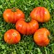 ПОЛОСАТАЯ ЛАКОМКА (STRIPED TREAT)  10022G фото 2