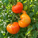 STRIPED TREAT TOMATO