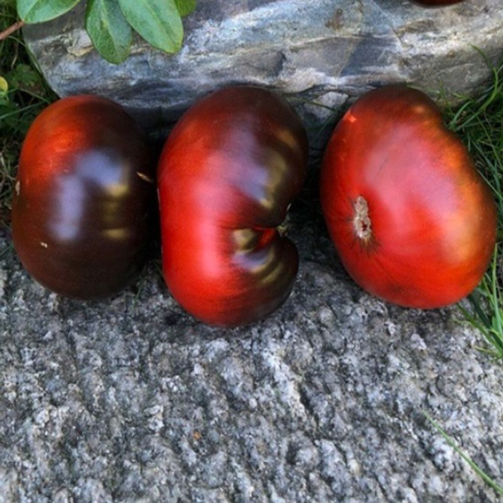 BLUE DWARF - red-blue anthocyanin