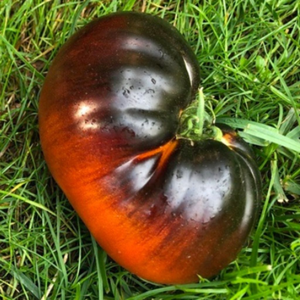 BLUE DWARF - red-blue anthocyanin