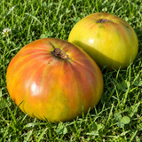 DWARF SUMMERTIME GREEN TOMATO