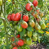 CHIO CHIO SAN TOMATO