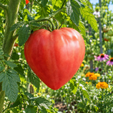 JAPANESE OXHEART TOMATO