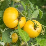 DWARF MOLIAGUL MOON TOMATO
