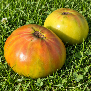 DWARF SUMMERTIME GREEN TOMATO