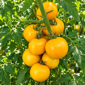 ALMATY TULIP ROUND TOMATO