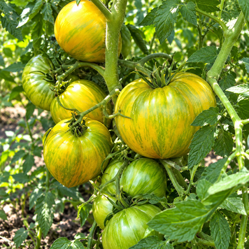 DWARF LEPRECHAUN KUZYA F5 TOMATO