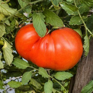 GIGANTESQUE TOMATO