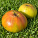 DWARF SUMMERTIME GREEN TOMATO