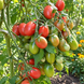 CHIO CHIO SAN TOMATO