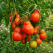 SNICKERS TOMATO