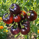 BLUE DWARF TOMATO