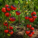 BLACK MAGIC TOMATO