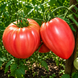 АМЕРИКАНСКИЙ ВЫТЯНУТЫЙ (AMERICAN ELONGATED) T18-24G фото 3