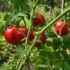 BARNES MOUNTAIN PINK TOMATO