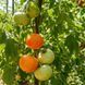 BELLE INCONNUE TOMATO