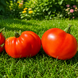 BELLE INCONNUE TOMATO