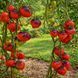 BLACK MAGIC TOMATO