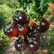 BLUE DWARF TOMATO