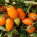 GINGER FOX TOMATO