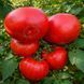 LADY TOMATO