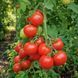 STANDOUT TOMATO