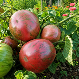 DWARF CRIMSON SOCKEYE TOMATO