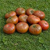 DWARF DELTA DIVER RED TOMATO
