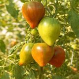 LINNAEUS HEART TOMATO