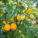 MICRO DWARF JOCHALOS TOMATO