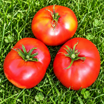BRANDYWINE RED LANDIS VALLEY STRAIN TOMATO