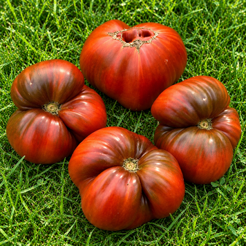 CHOCOLATE VELOUR TOMATO
