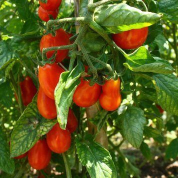 FLASHEN TOMATEN