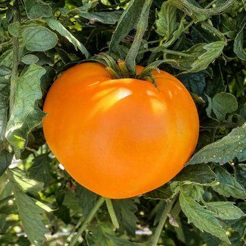 STRAWBERRY GERMAN YELLOW TOMATO