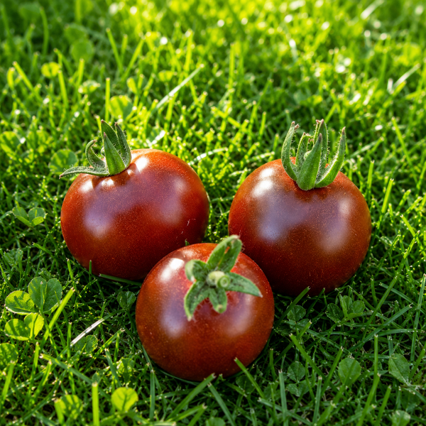 FAHRENHEIT BLUES TOMATO