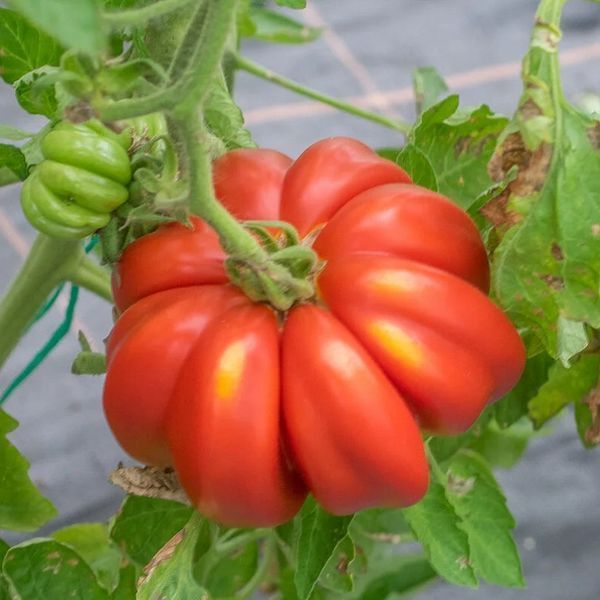 BEAUTY LOTTRINGA TOMATO