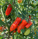 FLASHEN TOMATEN