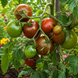 BLACK PRINCE TOMATO