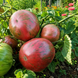 DWARF CRIMSON SOCKEYE TOMATO