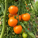 JAUNE FLAMME TOMATO