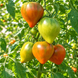 LINNAEUS HEART TOMATO