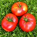 BRANDYWINE RED LANDIS VALLEY STRAIN TOMATO