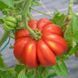 BEAUTY LOTTRINGA TOMATO