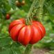 BEAUTY LOTTRINGA TOMATO